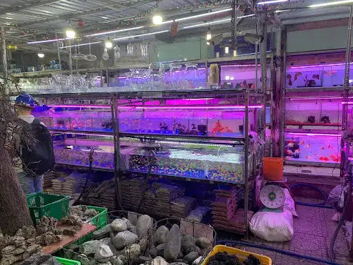 Top Cửa Hàng Cá Cảnh Quận 10 Uy Tín, Giá Tốt Nhất Hiện Nay Top Cửa Hàng Cá Cảnh Quận 10 Uy Tín, Giá Tốt Nhất Hiện Nay