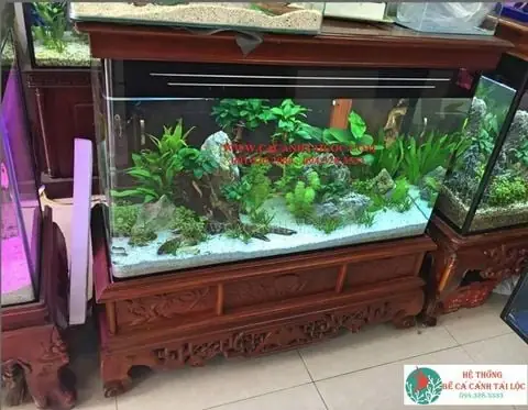 Cửa Hàng Cá Cảnh Tài Lộc: Hướng Dẫn Chọn, Mua Và Mẹo Trang Trí