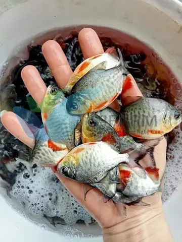 Địa Chỉ Cung Cấp Cá Giống Uy Tín, Giá Tốt Toàn Quốc