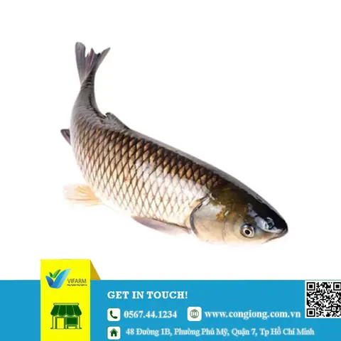 Địa Chỉ Cung Cấp Cá Giống Uy Tín, Giá Tốt Toàn Quốc