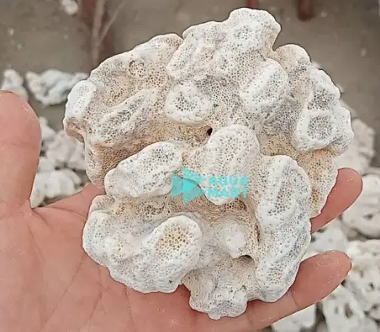 Đá San Hô Hồ Cá: Lợi Ích, Công Dụng Và Hướng Dẫn Sử Dụng Hiệu Quả