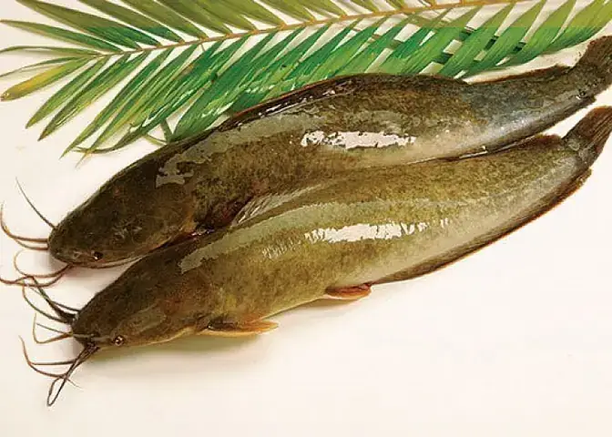 Đặc Điểm Cá Trê Lai: Nhận Biết Và So Sánh Chi Tiết