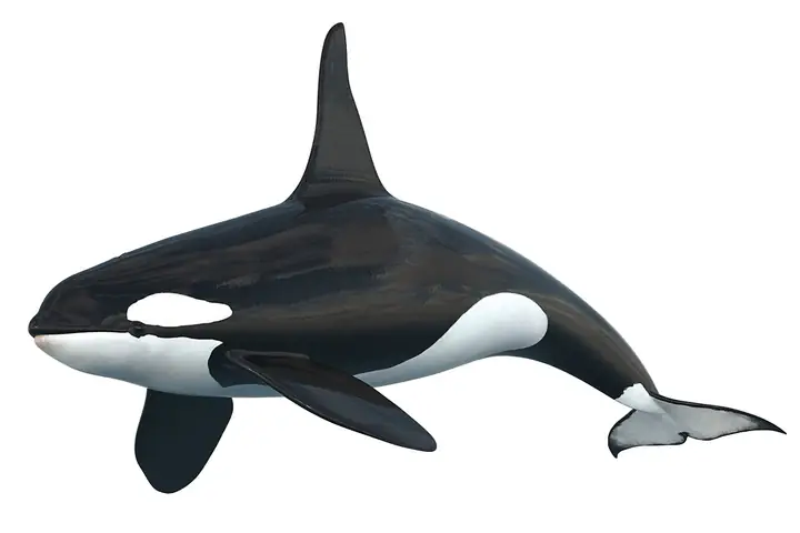 Đặc Điểm Nổi Bật Của Cá Voi Sát Thủ (orca) Và Vai Trò Trong Đại Dương