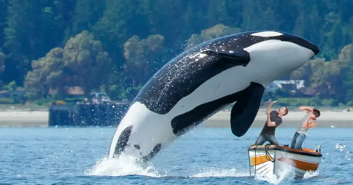 Đặc Điểm Nổi Bật Của Cá Voi Sát Thủ (orca) Và Vai Trò Trong Đại Dương