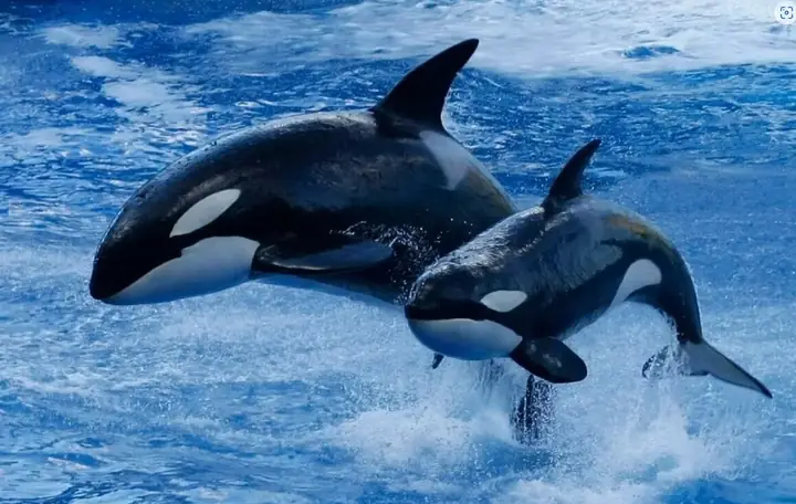 Đặc Điểm Nổi Bật Của Cá Voi Sát Thủ (orca) Và Vai Trò Trong Đại Dương