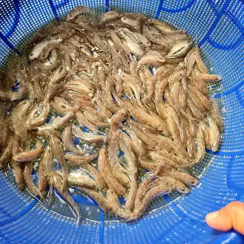 Đặc Điểm Sinh Học Cá Hồng Mỹ: Tìm Hiểu Chi Tiết Từ Tập Tính Đến Sinh Sản