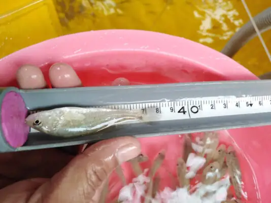 Đặc Điểm Sinh Học Cá Hồng Mỹ: Tìm Hiểu Chi Tiết Từ Tập Tính Đến Sinh Sản