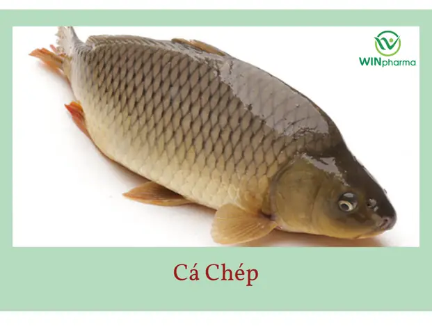 Đặc Điểm Sinh Học Chi Tiết Của Cá Chép (cyprinus Carpio)