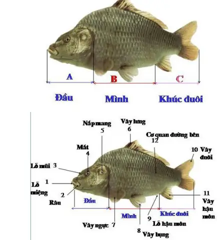 Đặc Điểm Sinh Học Chi Tiết Của Cá Chép (cyprinus Carpio)