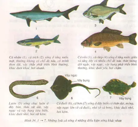 Đặc Điểm Sinh Học Chi Tiết Của Cá Chép (cyprinus Carpio)