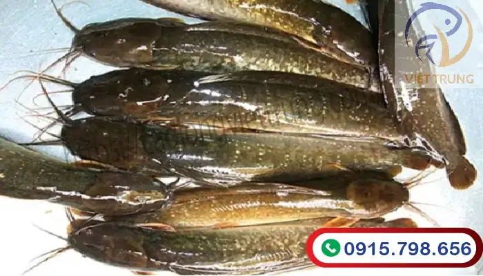 Đặc Điểm Sinh Học Cá Trê Phi: Cấu Tạo, Tập Tính & Môi Trường Sống