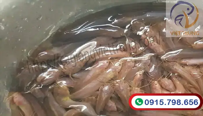 Đặc Điểm Sinh Học Cá Trê Phi: Cấu Tạo, Tập Tính & Môi Trường Sống