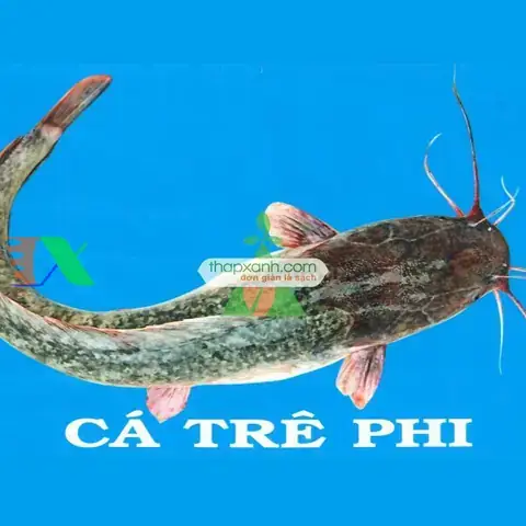 Đặc Điểm Sinh Học Cá Trê Phi: Cấu Tạo, Tập Tính & Môi Trường Sống