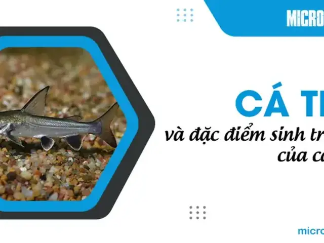 Đặc Tính Ăn Mồi Của Cá Tra: Bí Quyết Câu Cá Thành Công