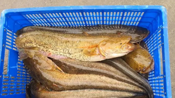 Đặc Tính Cá Nheo Sông: Sinh Học, Dinh Dưỡng Và Giá Trị