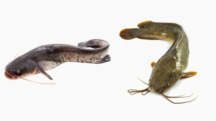 Đặc Tính Cá Nheo Sông: Sinh Học, Dinh Dưỡng Và Giá Trị