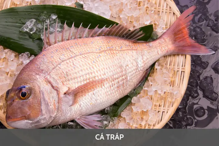 Đặc Tính Và Phân Loại Cá Tráp: Tổng Quan Từ Hình Thái Đến Môi Trường Sống Đặc Tính Và Phân Loại Cá Tráp: Tổng Quan Từ Hình Thái Đến Môi Trường Sống