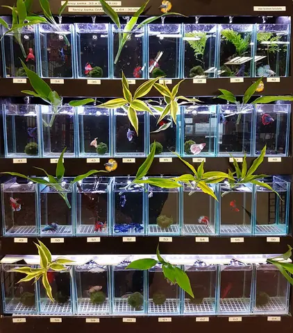 Dàn Hồ Cá Betta: Hướng Dẫn Setup, Lựa Chọn & Kinh Nghiệm Nuôi Toàn Diện