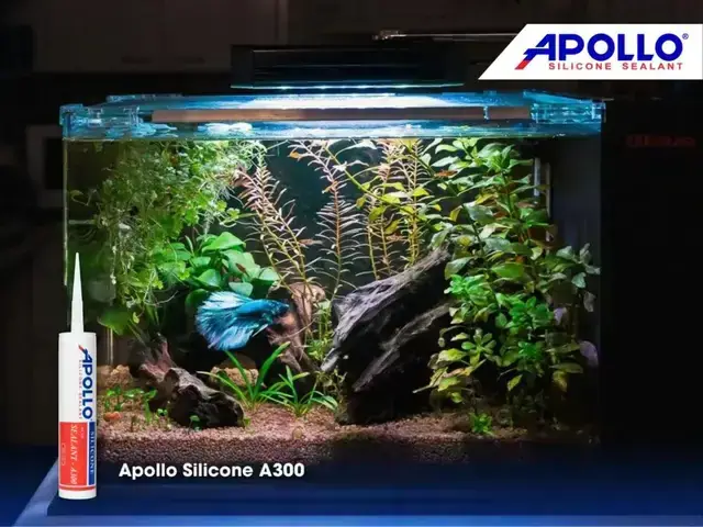 Dàn Hồ Cá Betta: Hướng Dẫn Setup, Lựa Chọn & Kinh Nghiệm Nuôi Toàn Diện