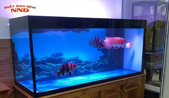 Cách Dán Kính Hồ Cá An Toàn, Thẩm Mỹ Với Keo Chuyên Dụng