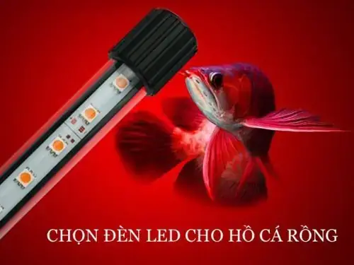 Hướng Dẫn Chi Tiết Cách Đánh Đèn Cho Cá Rồng Highback Lên Màu Chuẩn