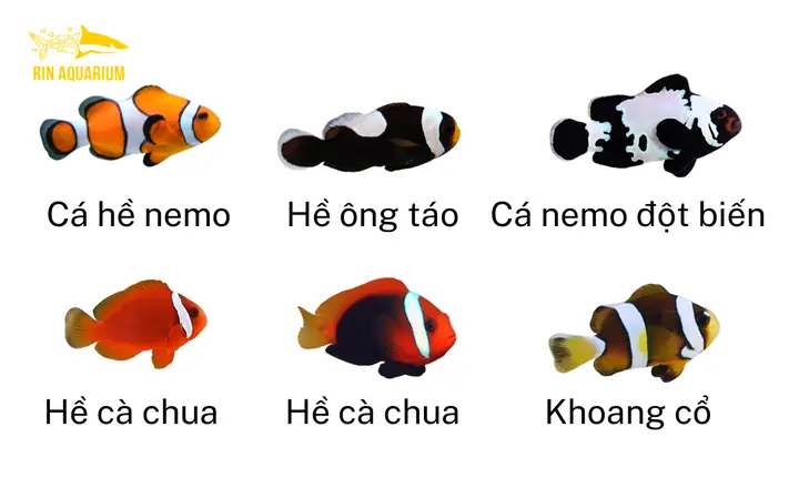 Danh Sách Các Loại Cá Cảnh Đẹp, Dễ Nuôi Phù Hợp Cho Mọi Người Danh Sách Các Loại Cá Cảnh Đẹp, Dễ Nuôi Phù Hợp Cho Mọi Người