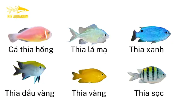 Danh Sách Các Loại Cá Cảnh Đẹp, Dễ Nuôi Phù Hợp Cho Mọi Người Danh Sách Các Loại Cá Cảnh Đẹp, Dễ Nuôi Phù Hợp Cho Mọi Người