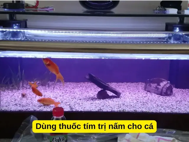 Cách Sử Dụng Thuốc Tím Cho Hồ Cá An Toàn Và Hiệu Quả