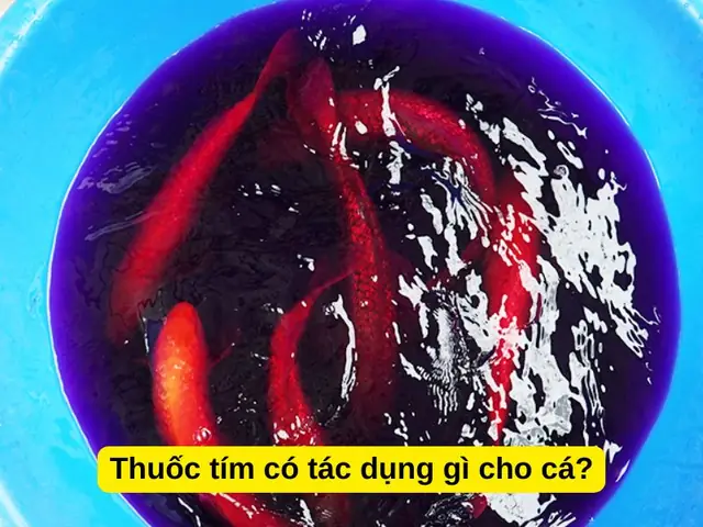 Cách Sử Dụng Thuốc Tím Cho Hồ Cá An Toàn Và Hiệu Quả