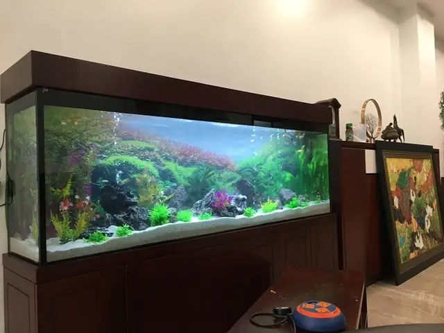 Đặt Hồ Cá Rồng Phong Thủy: Vị Trí, Hướng Và Những Lưu Ý Mang Tài Lộc