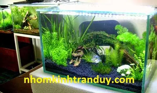 Làm Hồ Cá Giá Rẻ: Hướng Dẫn Chi Tiết & Lựa Chọn Tối Ưu