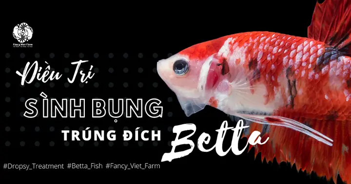 Dấu Hiệu Cá Betta Bị Sình Bụng: Nhận Biết, Nguyên Nhân & Cách Xử Lý Hiệu Quả