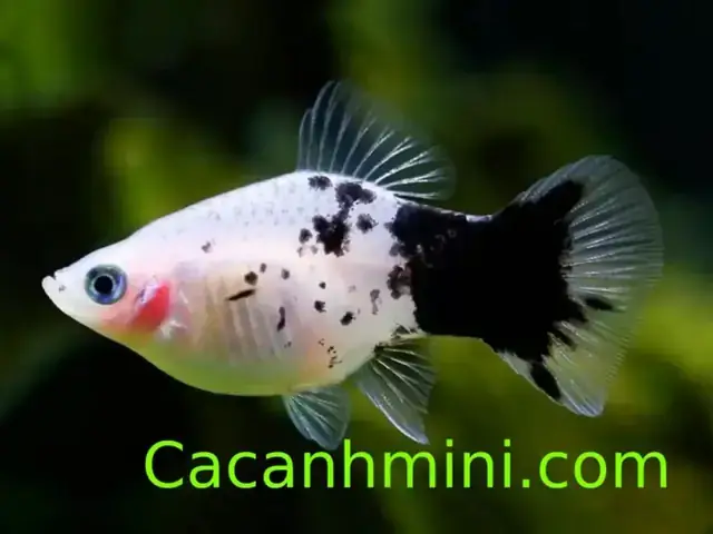 Dấu Hiệu Cá Mún Sắp Đẻ: Nhận Biết Và Chuẩn Bị Hiệu Quả
