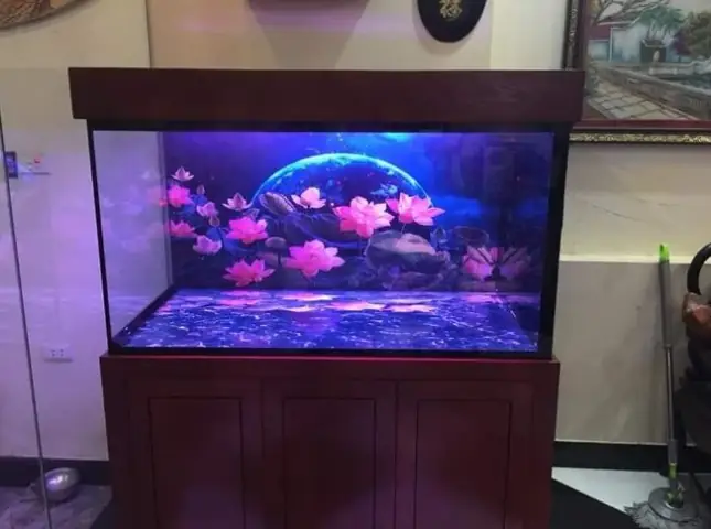 Decal 7 Màu Dán Hồ Cá: Hướng Dẫn Chọn Mua & Trang Trí Đẹp