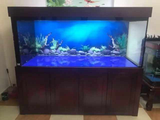Decal Dán Hồ Cá Tphcm: Mẫu Đẹp, Giá Tốt, Hướng Dẫn Chọn Mua & Thi Công