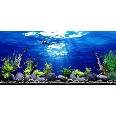 Decal Hồ Cá Rồng: Hướng Dẫn Chọn Mẫu Tranh 3d Đẹp & Bền Màu