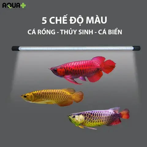 Hướng Dẫn Chọn Và Sử Dụng Đèn Hồ Cá Rồng Kim Long Quá Bối Tốt Nhất Hướng Dẫn Chọn Và Sử Dụng Đèn Hồ Cá Rồng Kim Long Quá Bối Tốt Nhất
