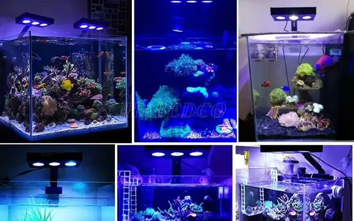 Đèn Hồ Cá Nước Mặn: Cẩm Nang Chọn Lọc Và Thiết Lập Tối Ưu