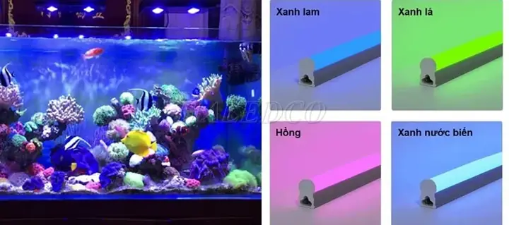 Đèn Hồ Cá Nước Mặn: Cẩm Nang Chọn Lọc Và Thiết Lập Tối Ưu