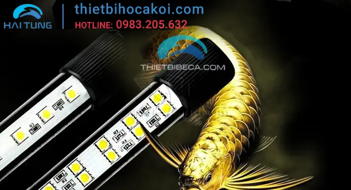 Đèn Led Beamswork Cho Cá Rồng: Kích Màu, Tăng Sắc Vảy & Lưu Ý Sử Dụng