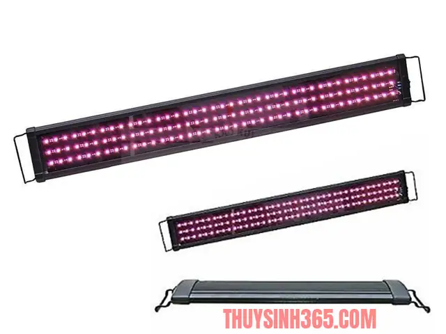 Đèn Led Beamswork Cho Cá Rồng: Kích Màu, Tăng Sắc Vảy & Lưu Ý Sử Dụng