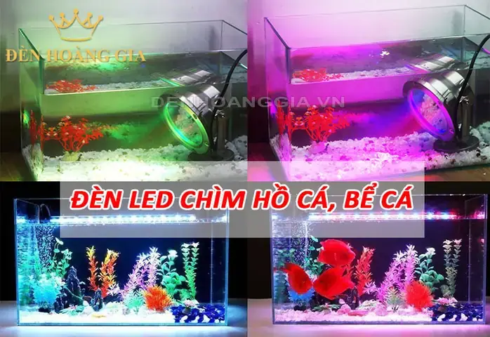 Đèn Led Chìm Bể Cá: Hướng Dẫn Lựa Chọn, Lắp Đặt & Tạo Không Gian Sống Động