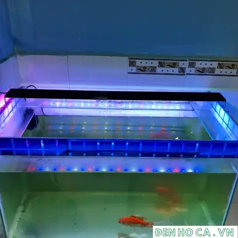 Đèn Led Chìm Bể Cá: Hướng Dẫn Lựa Chọn, Lắp Đặt & Tạo Không Gian Sống Động