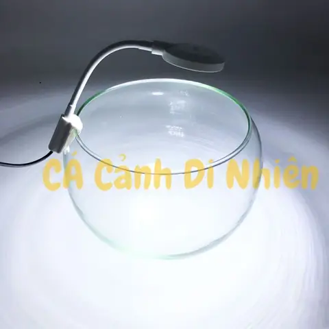 Đèn Led Bể Cá Tròn: Lựa Chọn Tốt Nhất Cho Hồ Thủy Sinh & Cá Cảnh