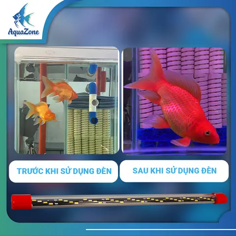 Đèn Led Cho Cá Betta: Hướng Dẫn Chọn Lựa, Sử Dụng & Lợi Ích Toàn Diện