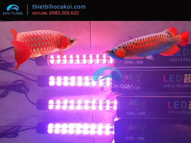 Đèn Led Hồ Cá 1m5: Chọn Loại Nào Tốt, Cách Lắp Đặt & Tiêu Chí Lựa Chọn