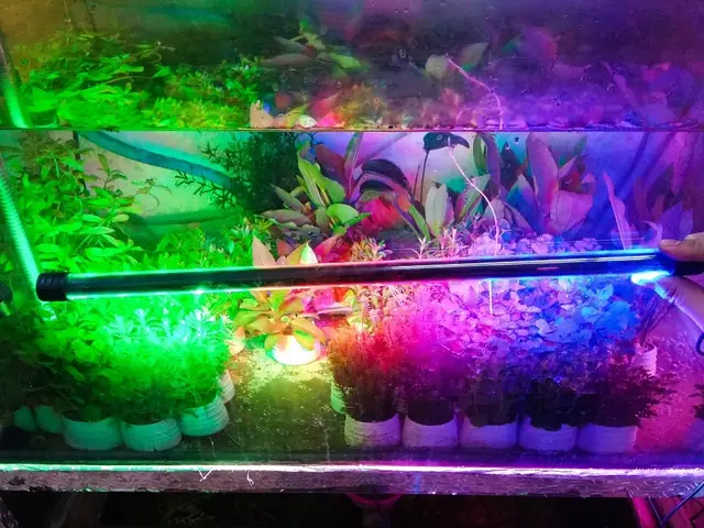 Đèn Led Hồ Cá: Các Loại, Cách Chọn & Ứng Dụng Chiếu Sáng Thủy Sinh