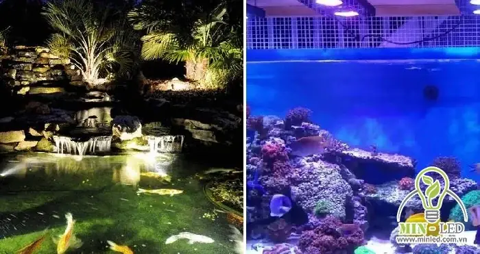 Đèn Led Hồ Cá Ngoài Trời: Hướng Dẫn Chọn & Lắp Đặt Chống Nước, Bền Bỉ
