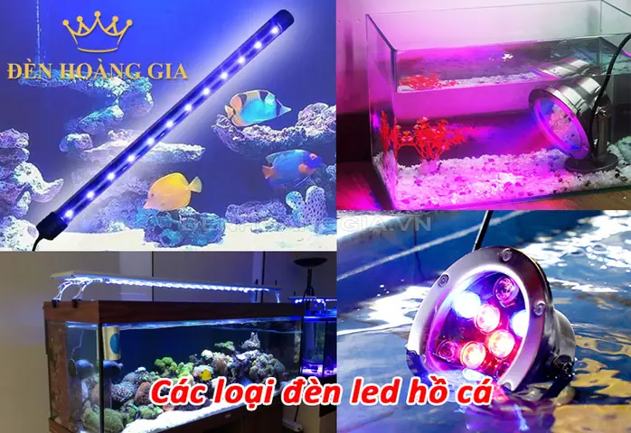 Đèn Led Nuôi Cá: Lựa Chọn Tốt Nhất Cho Hồ Thủy Sinh & Cá Cảnh