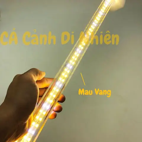Đèn Led Vàng Hồ Cá: Chọn Lọc, Lắp Đặt & Lợi Ích Cho Cá Cảnh